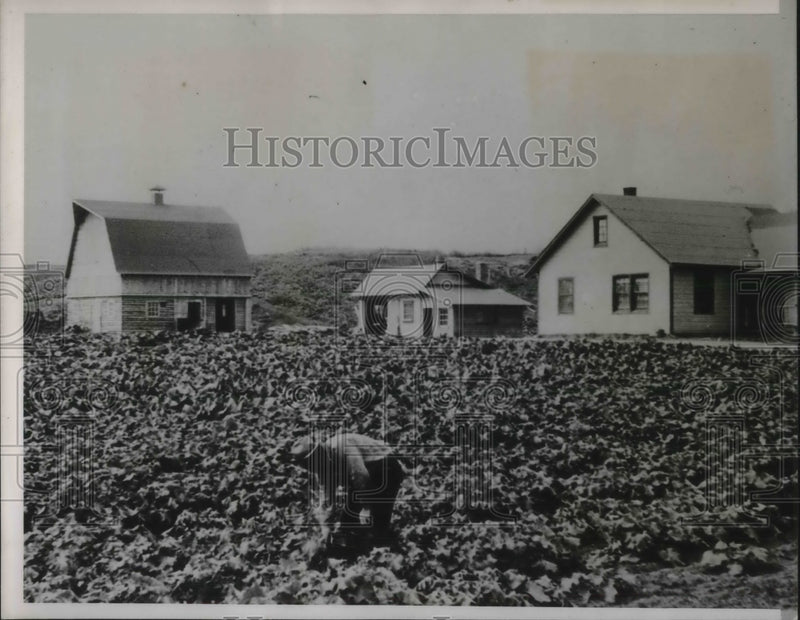Load image into Gallery viewer, 1938 Press Photo Walter Pipple picking cabbage
