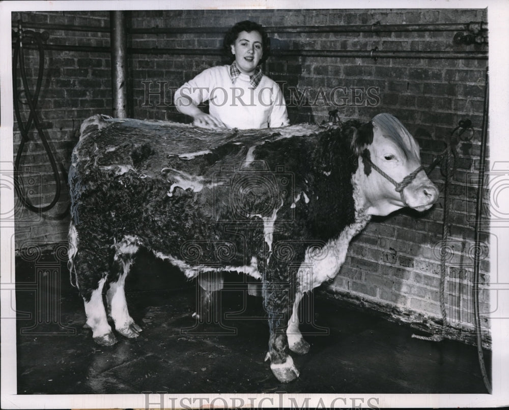 1950 Press Photo Beverly Watts clean her Hereford Calf for Intl. Livestock Show.