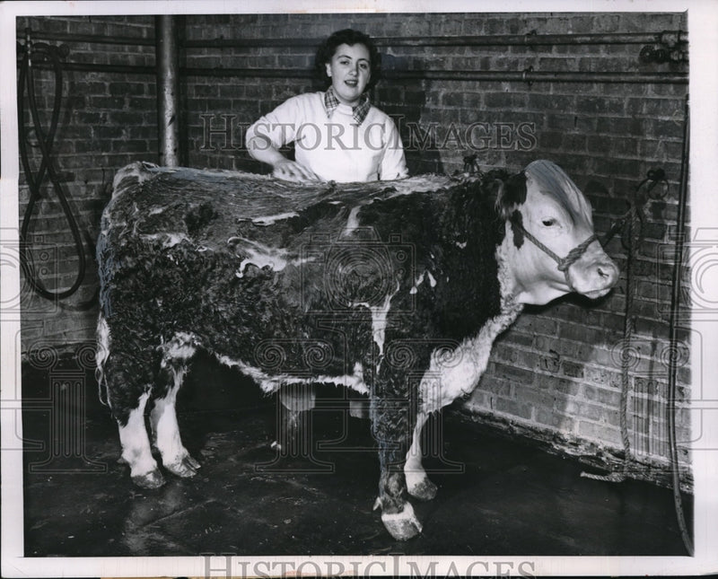 Load image into Gallery viewer, 1950 Press Photo Beverly Watts clean her Hereford Calf for Intl. Livestock Show.
