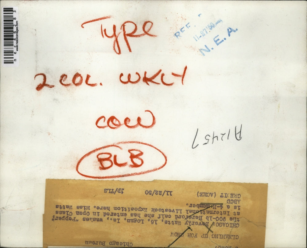 1950 Press Photo Beverly Watts clean her Hereford Calf for Intl. Livestock Show.