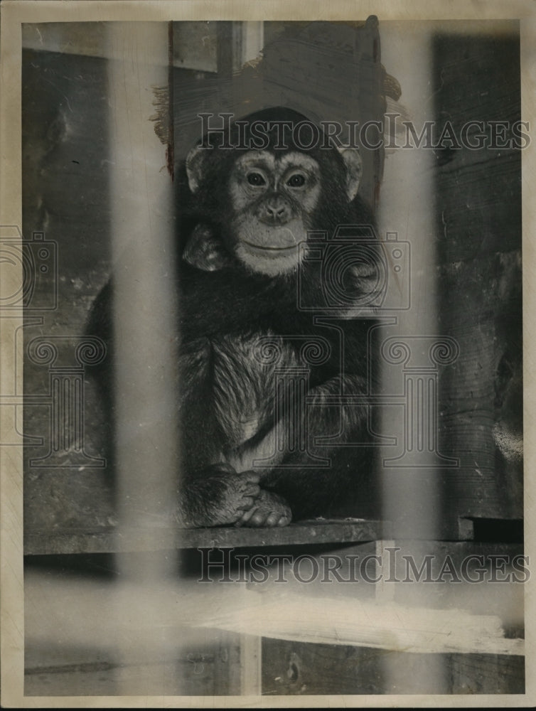 1938 Press Photo Male Chimpanzee In His Cage