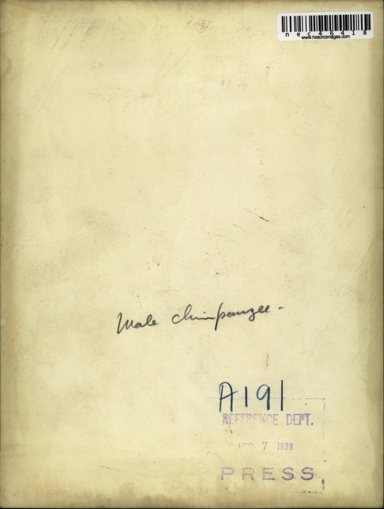 1938 Press Photo Male Chimpanzee In His Cage