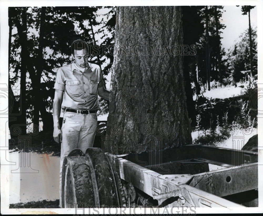 1970 Press Photo Tree grows through the overtime parked truck at Alder Point