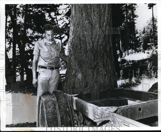 1970 Press Photo Tree grows through the overtime parked truck at Alder Point