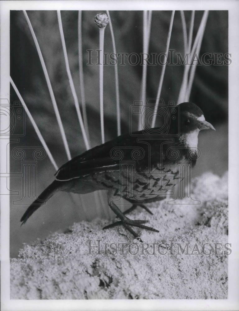 1970 Press Photo Bird in window
