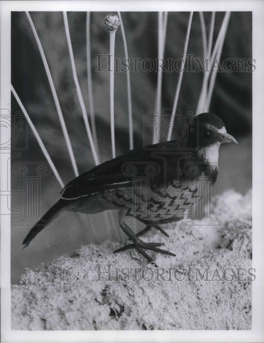 1970 Press Photo Bird in window