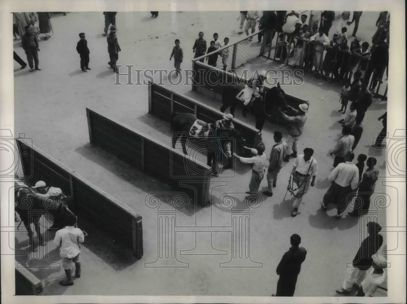 Load image into Gallery viewer, 1947 Press Photo Winning Horses Led To Stalls &amp; Unsaddled After Race - nec49989
