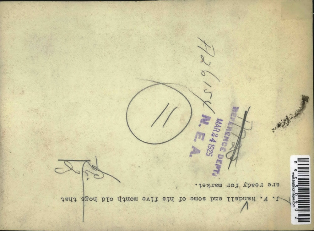 1925 Press Photo J.F. Randall and his 5 month old hogs which are ready for