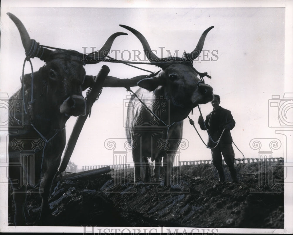 1957 Press Photo A pair of oxen hooked to a primitive plough till.- Historic Images