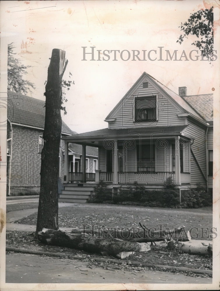 1952 Press Photo A tree cut doen at Geo Maguren home in Cleveland, Ohio