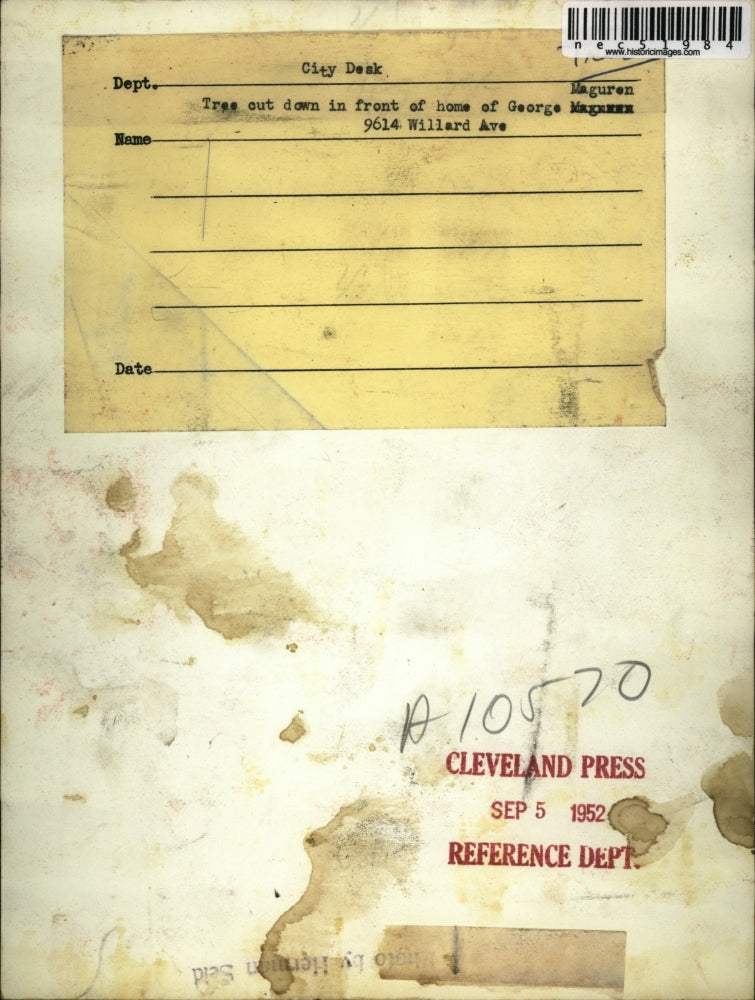 1952 Press Photo A tree cut doen at Geo Maguren home in Cleveland, Ohio