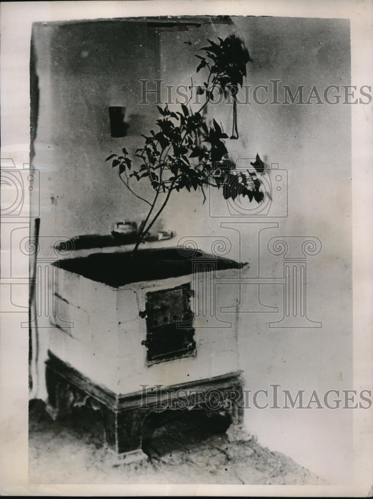 1936 Press Photo Tree Growing in Kitchen Wood Stove, Upper Silesia - nec52598