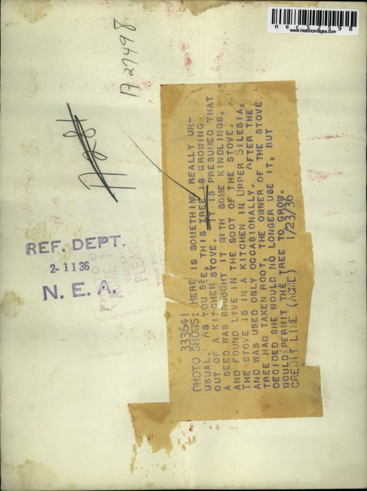 1936 Press Photo Tree Growing in Kitchen Wood Stove, Upper Silesia - nec52598