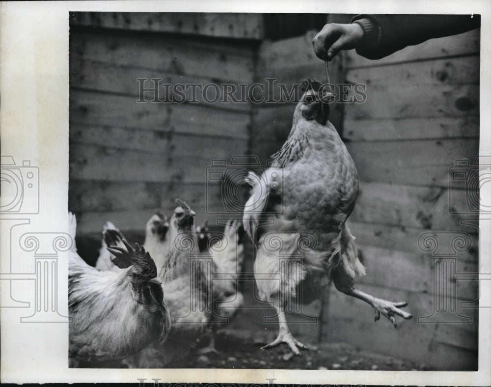 1962 Press Photo Rooster Reaching for Worm, Dagenham, England