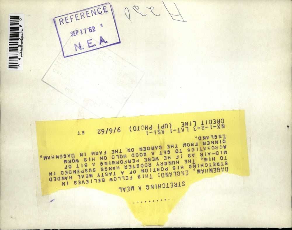 1962 Press Photo Rooster Reaching for Worm, Dagenham, England