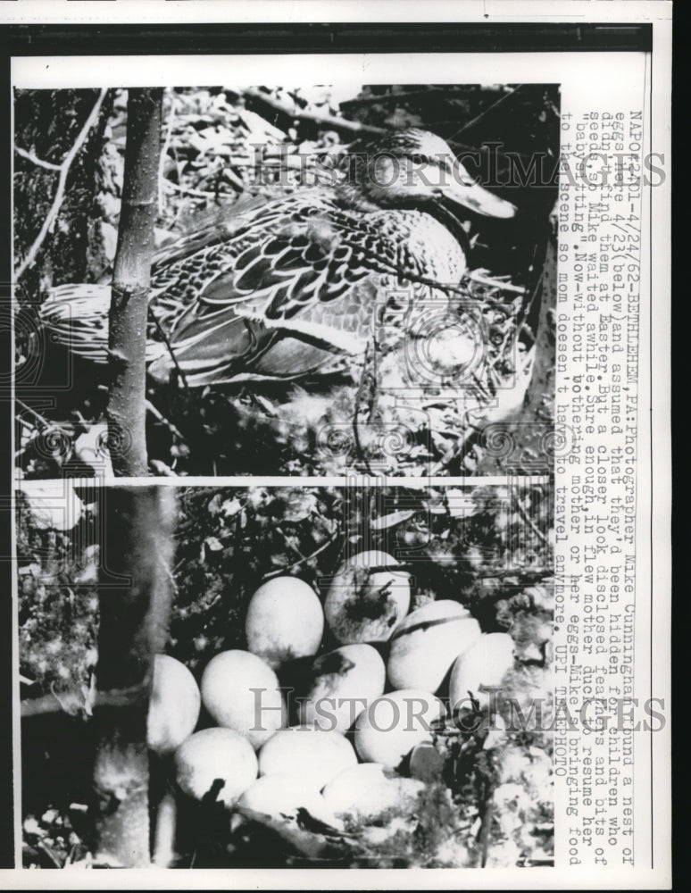 1962 Press Photo Mother Duck Sits On Nest Of Hatching Baby Duck Eggs - nec53418