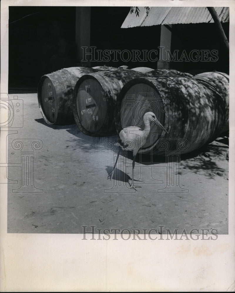 Load image into Gallery viewer, 1960 Press Photo Stock passing the barrels
