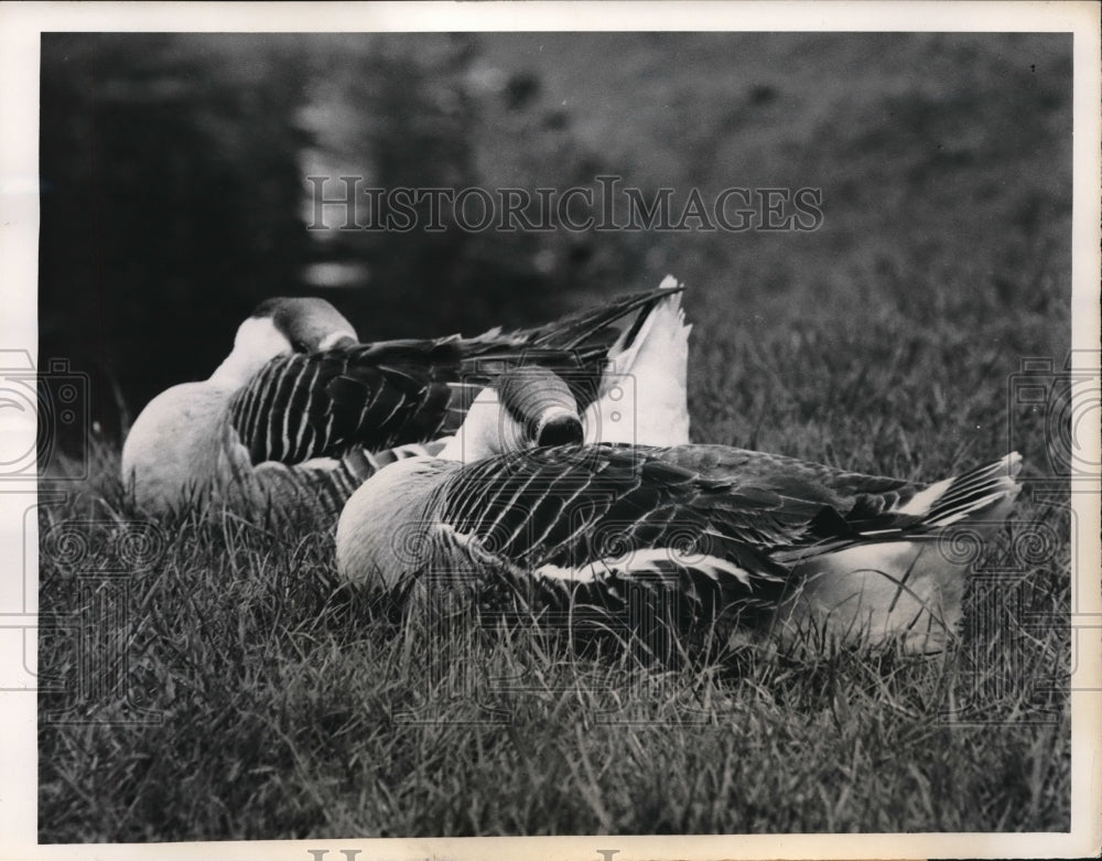 1960 Press Photo Ducks at London's Battersea Park.