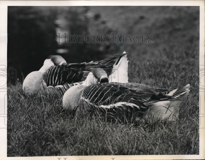 Load image into Gallery viewer, 1960 Press Photo Ducks at London's Battersea Park.
