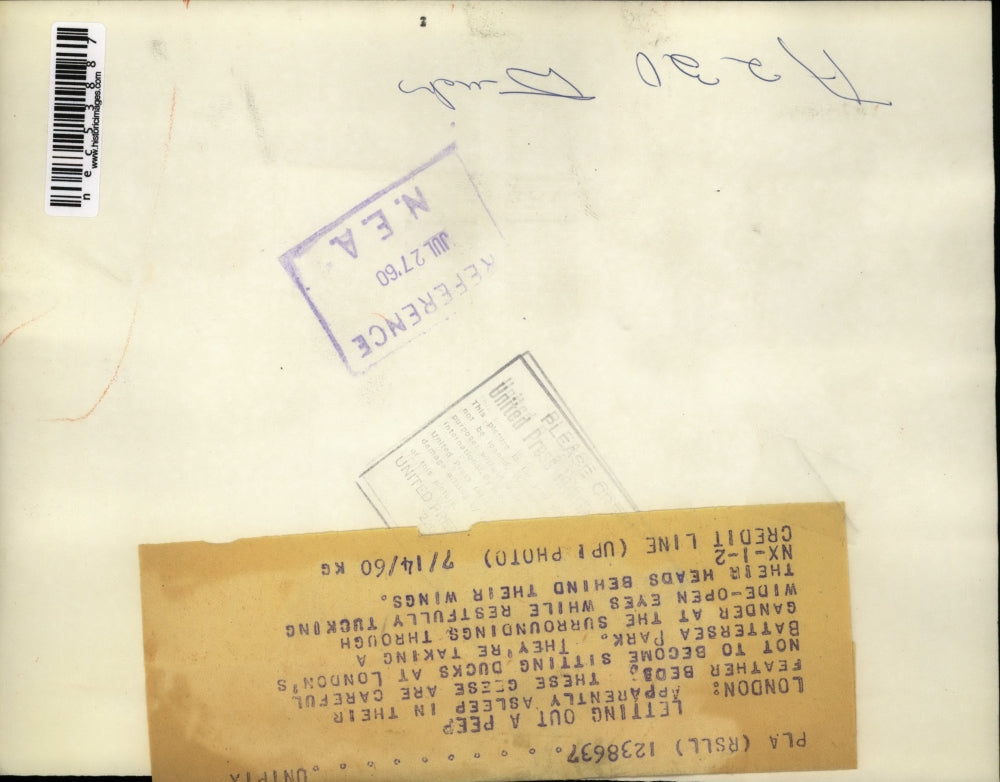 1960 Press Photo Ducks at London's Battersea Park.