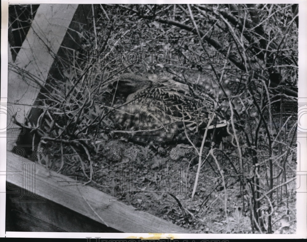 1963 Press Photo A duck protecting her eggs in a flower box. - nec53892