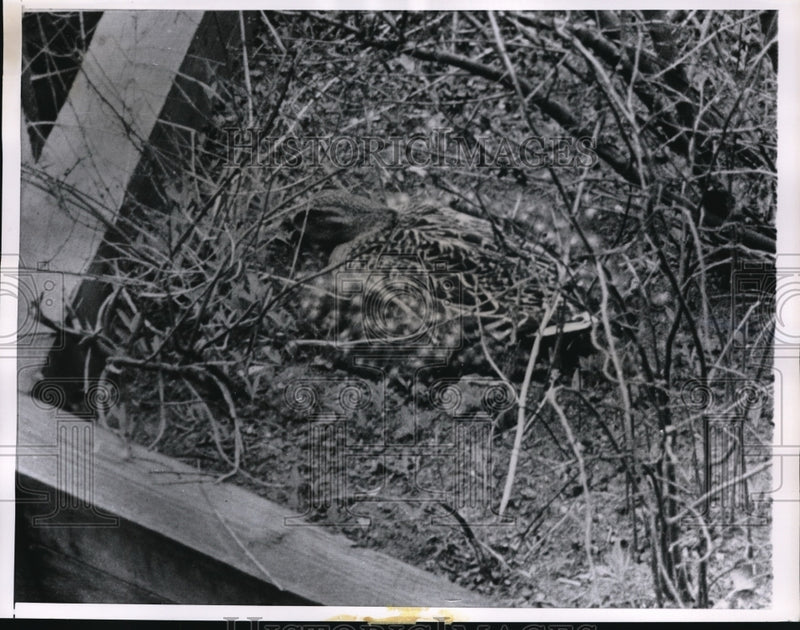 Load image into Gallery viewer, 1963 Press Photo A duck protecting her eggs in a flower box. - nec53892
