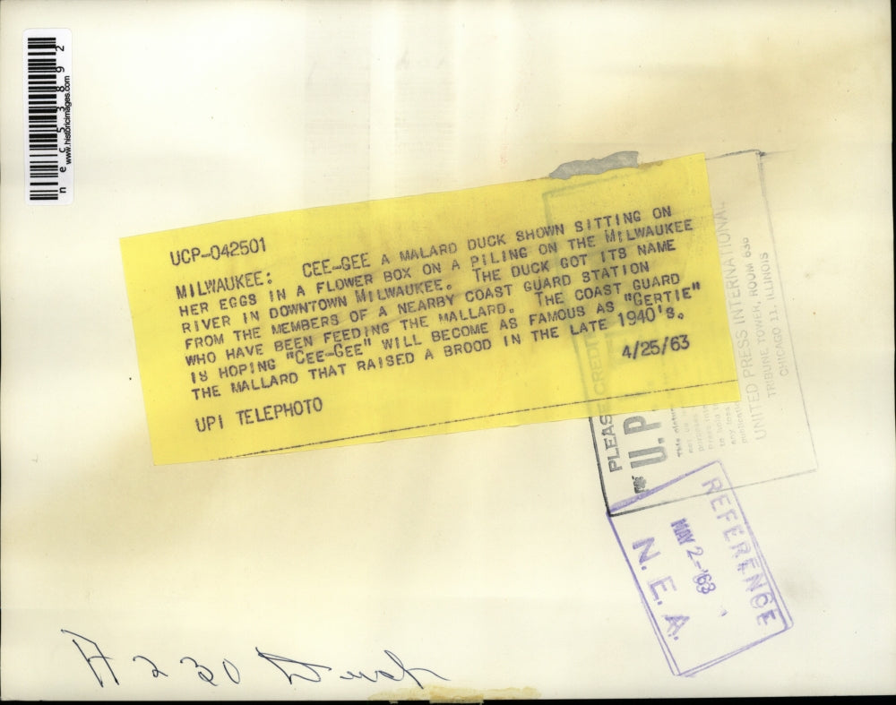 1963 Press Photo A duck protecting her eggs in a flower box. - nec53892