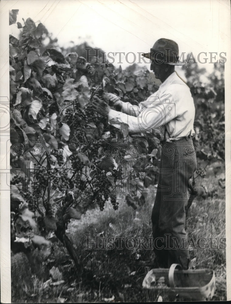 1937 Press Photo A man picking up fruits.- Historic Images