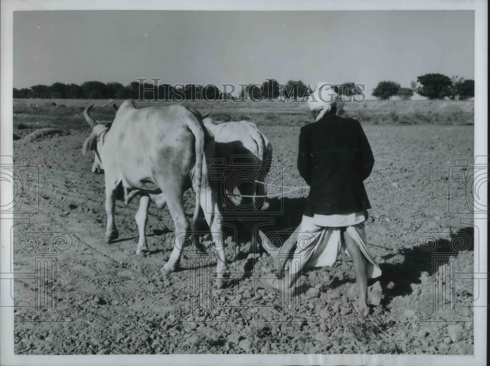 1950 Press Photo Indian farmer & his oxen plow a field