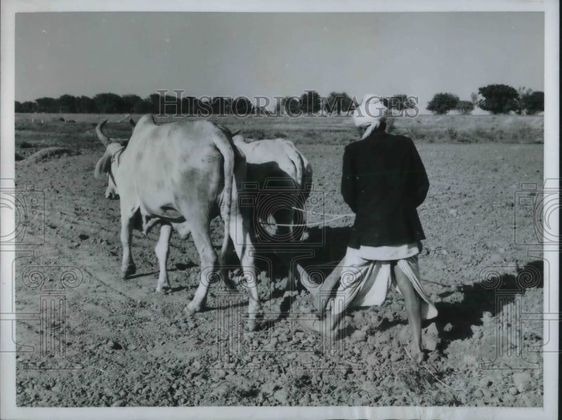 Load image into Gallery viewer, 1950 Press Photo Indian farmer &amp; his oxen plow a field
