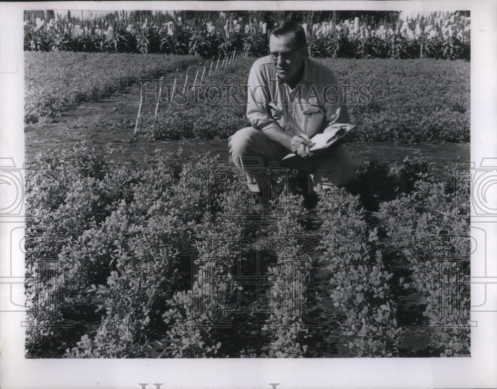 1961 Press Photo Alfalfa Plant Breeders WH Bill Odom Director Of Research