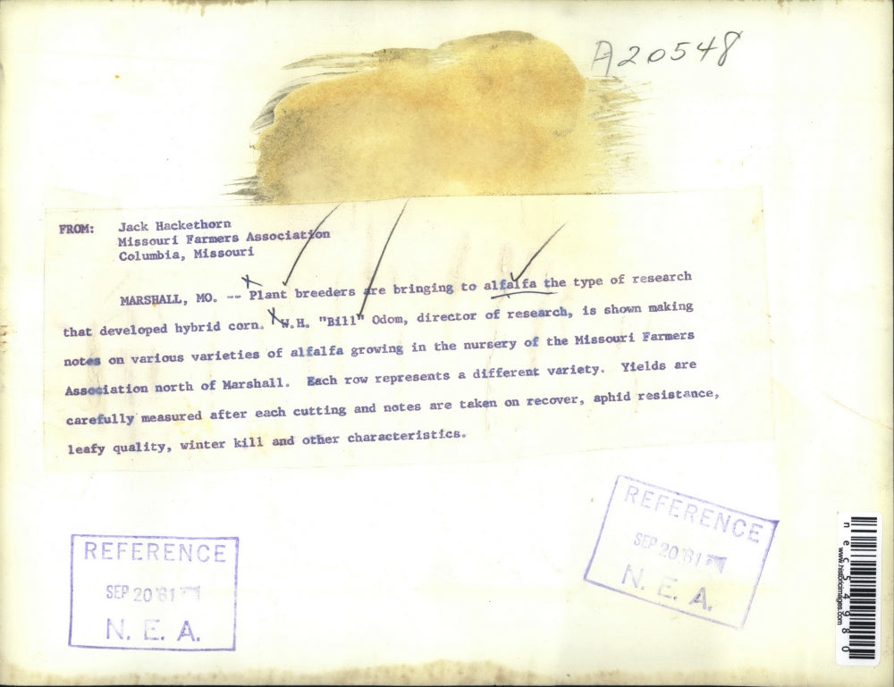 1961 Press Photo Alfalfa Plant Breeders WH Bill Odom Director Of Research