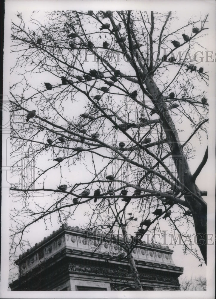 1954 Press Photo Harbingers of Spring birds nest near Arc de Triomphe, Paris- Historic Images