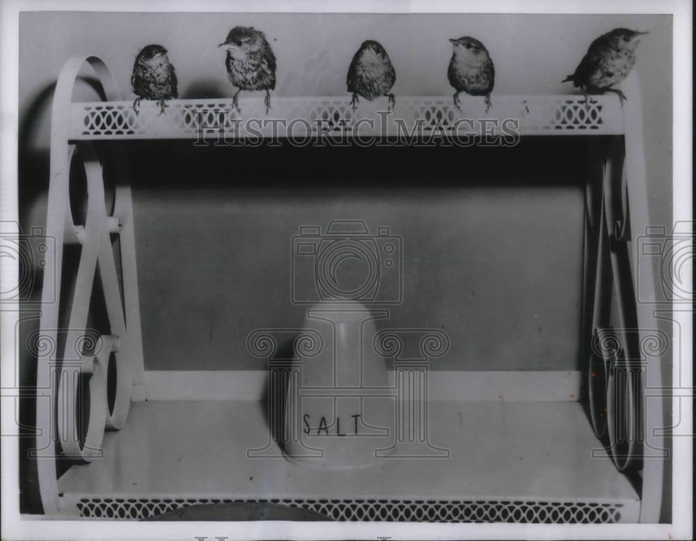 1954 Press Photo Quintet of Acro-wrens by Mrs. Georgia Konopasek of Frankfort