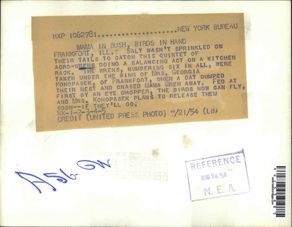 1954 Press Photo Quintet of Acro-wrens by Mrs. Georgia Konopasek of Frankfort