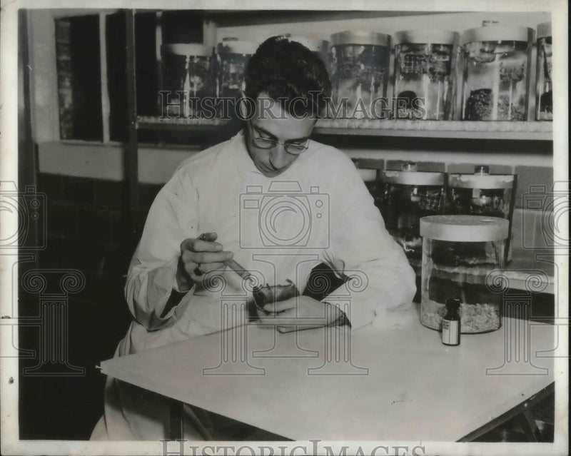Load image into Gallery viewer, 1941 Press Photo Dr Charles Armstrong of the National Institute of Health
