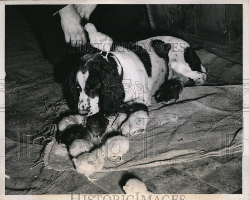 Load image into Gallery viewer, 1940 Press Photo Dotty's really a bird dog but she needs training
