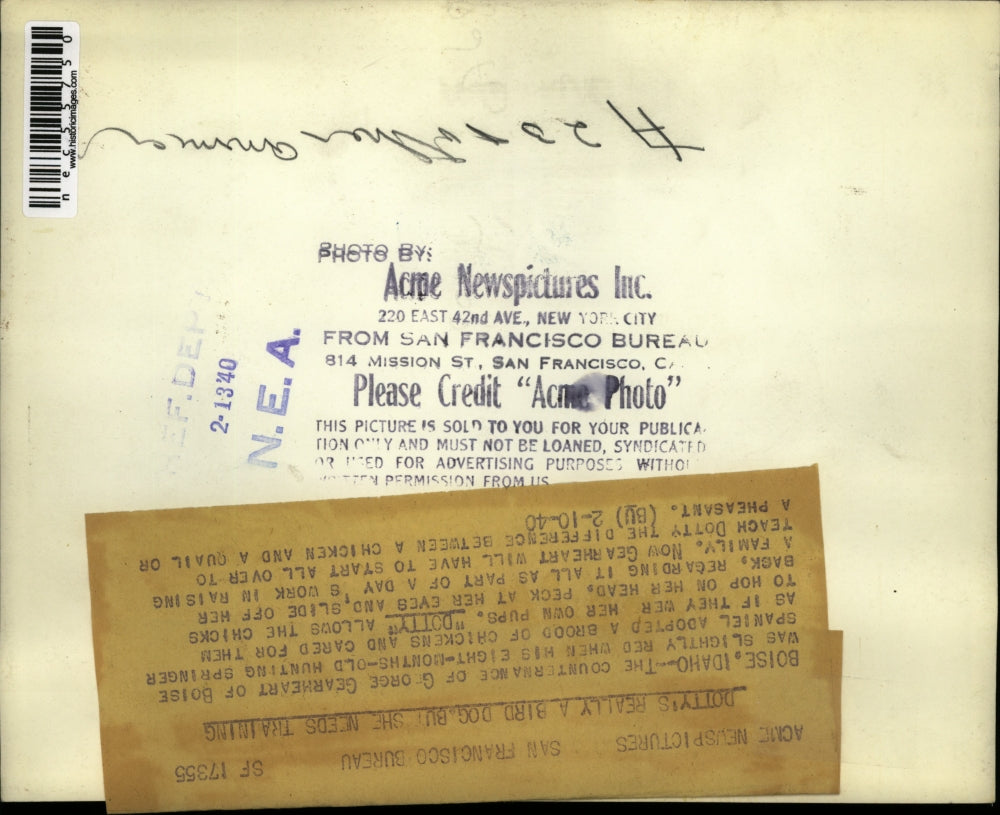 1940 Press Photo Dotty's really a bird dog but she needs training