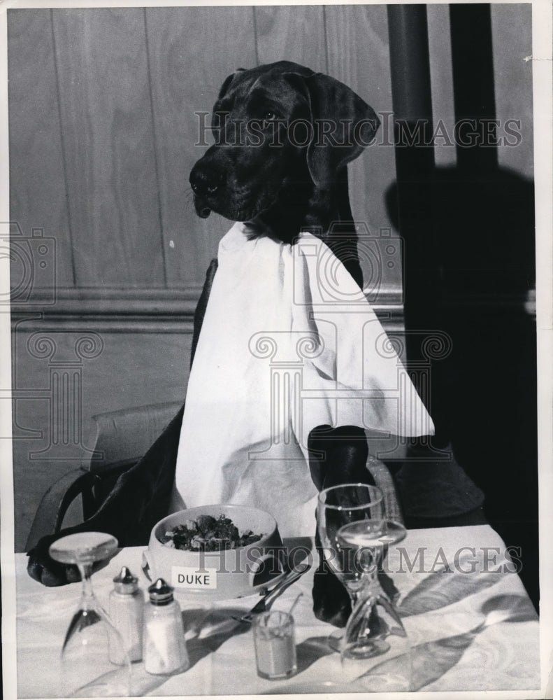 Load image into Gallery viewer, 1970 Press Photo Duke the Great Dane at Celebrity Dogs' Dinner
