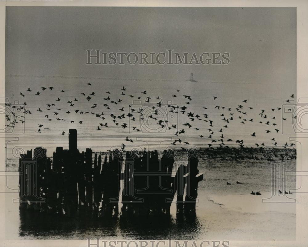 1940 Press Photo Ducks Flying Over lake Erie