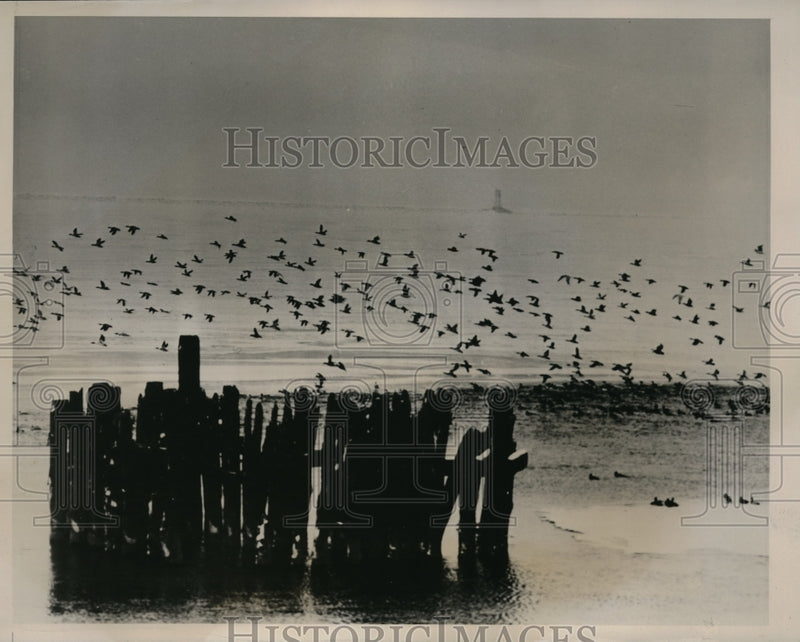 Load image into Gallery viewer, 1940 Press Photo Ducks Flying Over lake Erie
