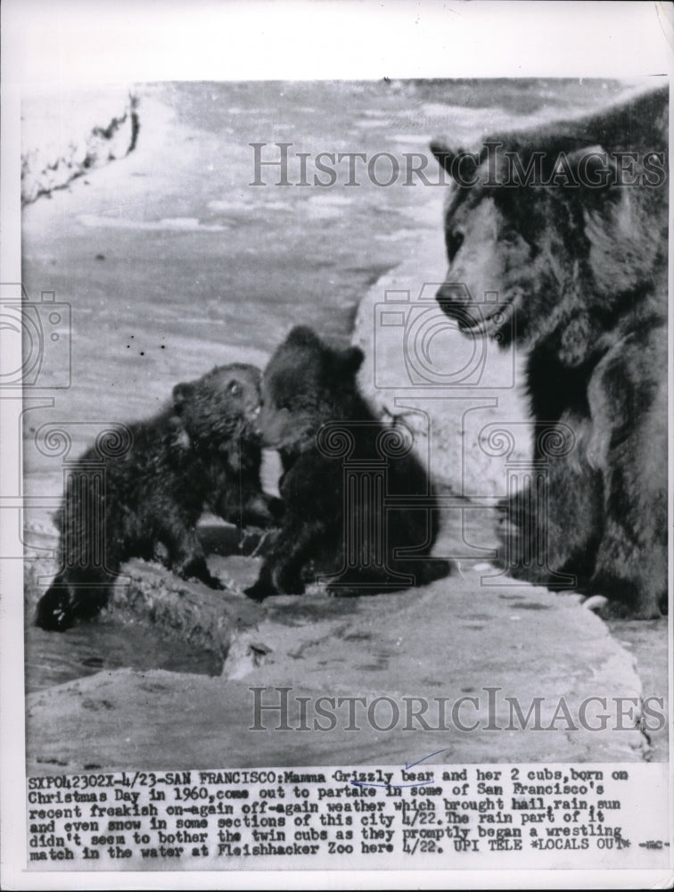 1961 Press Photo Mamma Grizzly Bear With Two Cubs At San Francisco Zoo