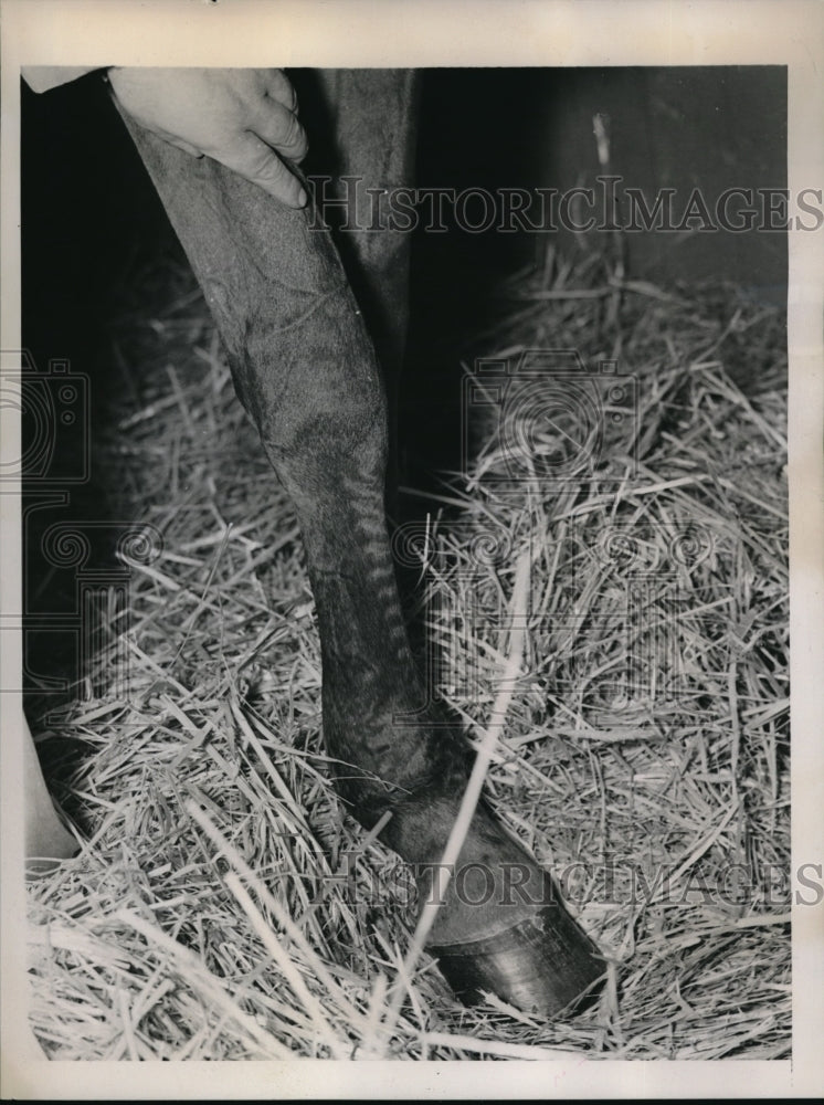 1939 Press Photo Sorteado, Injured Race Horse's Leg