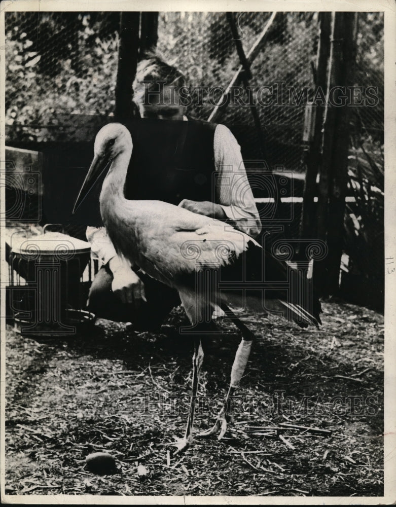 Load image into Gallery viewer, 1940 Press Photo Bird walking around w/ his new leg after surgery - nec57024
