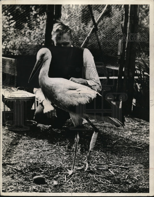 1940 Press Photo Bird walking around w/ his new leg after surgery - nec57024