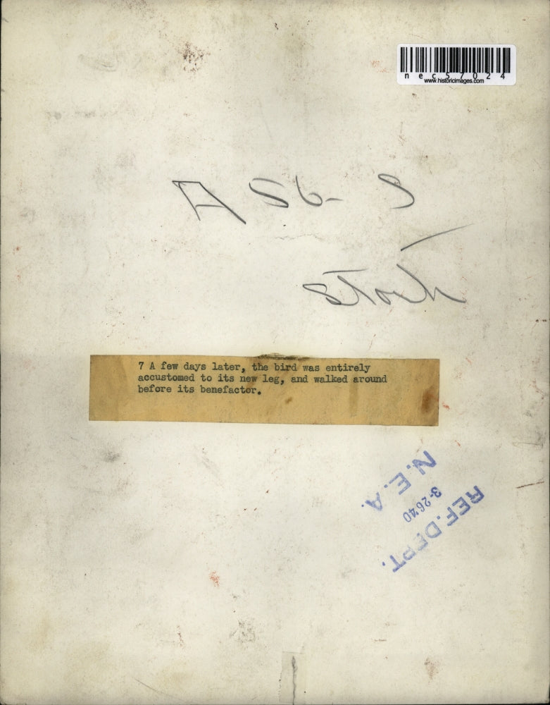 1940 Press Photo Bird walking around w/ his new leg after surgery - nec57024