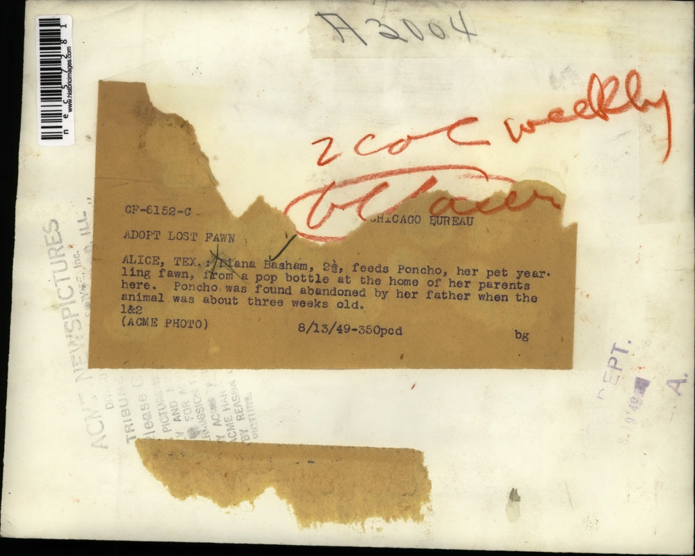 1949 Press Photo Cute Toddler Biana Basham Feeds Poncho The Pet Fawn From Bottle