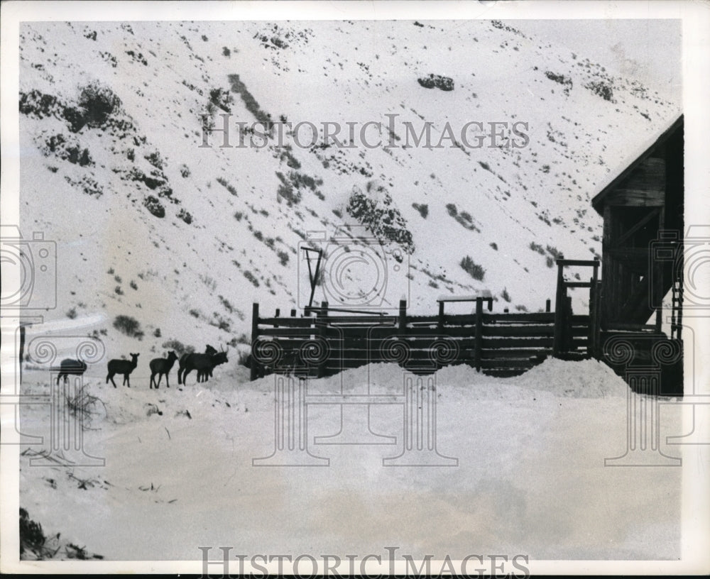 1950 Press Photo Elk Stand At Gate Of Farm In Search Of Food In Naches WA Winter- Historic Images