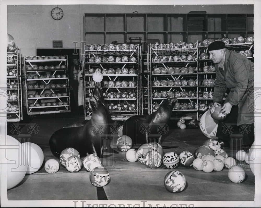 1959 Press Photo Sea Lions Cabort Toy Store Hannover Germany Trainer Maximilian- Historic Images