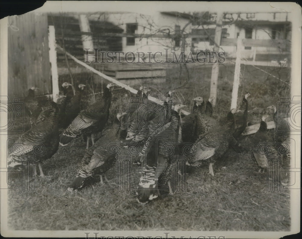 1928 Press Photo Farm of Milton Bonnors "Pennsylvania Turkey King"